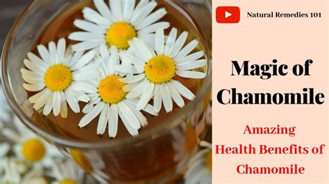 The Wonders of Chamomile: Unlocking its Magical Properties